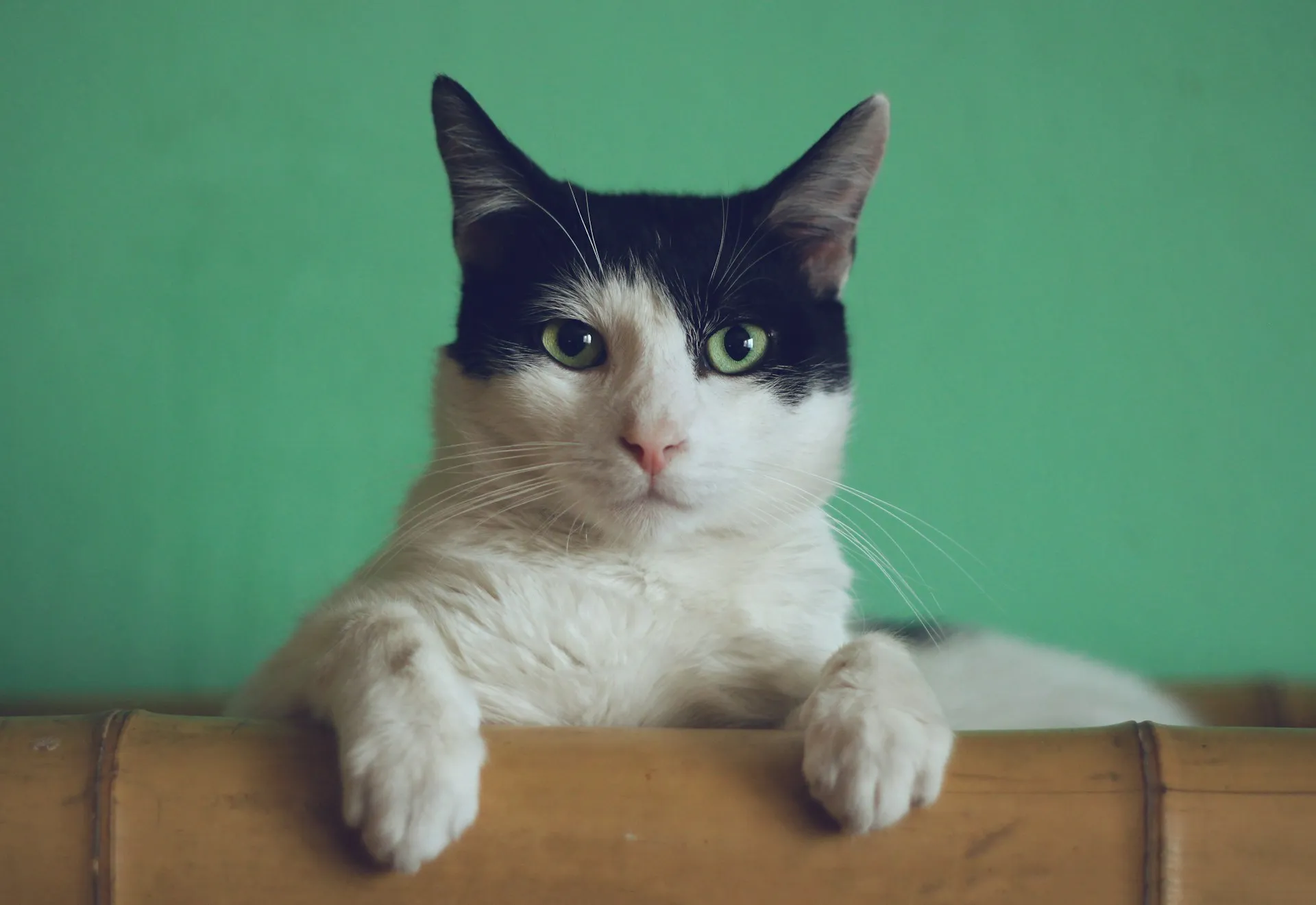 A serious looking cat looking straight at the camera