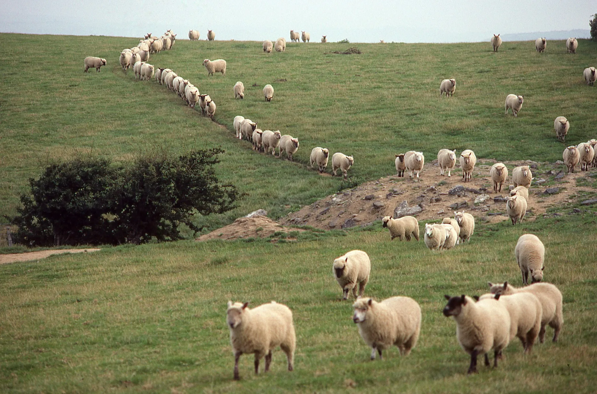 A group of sheep following in a line