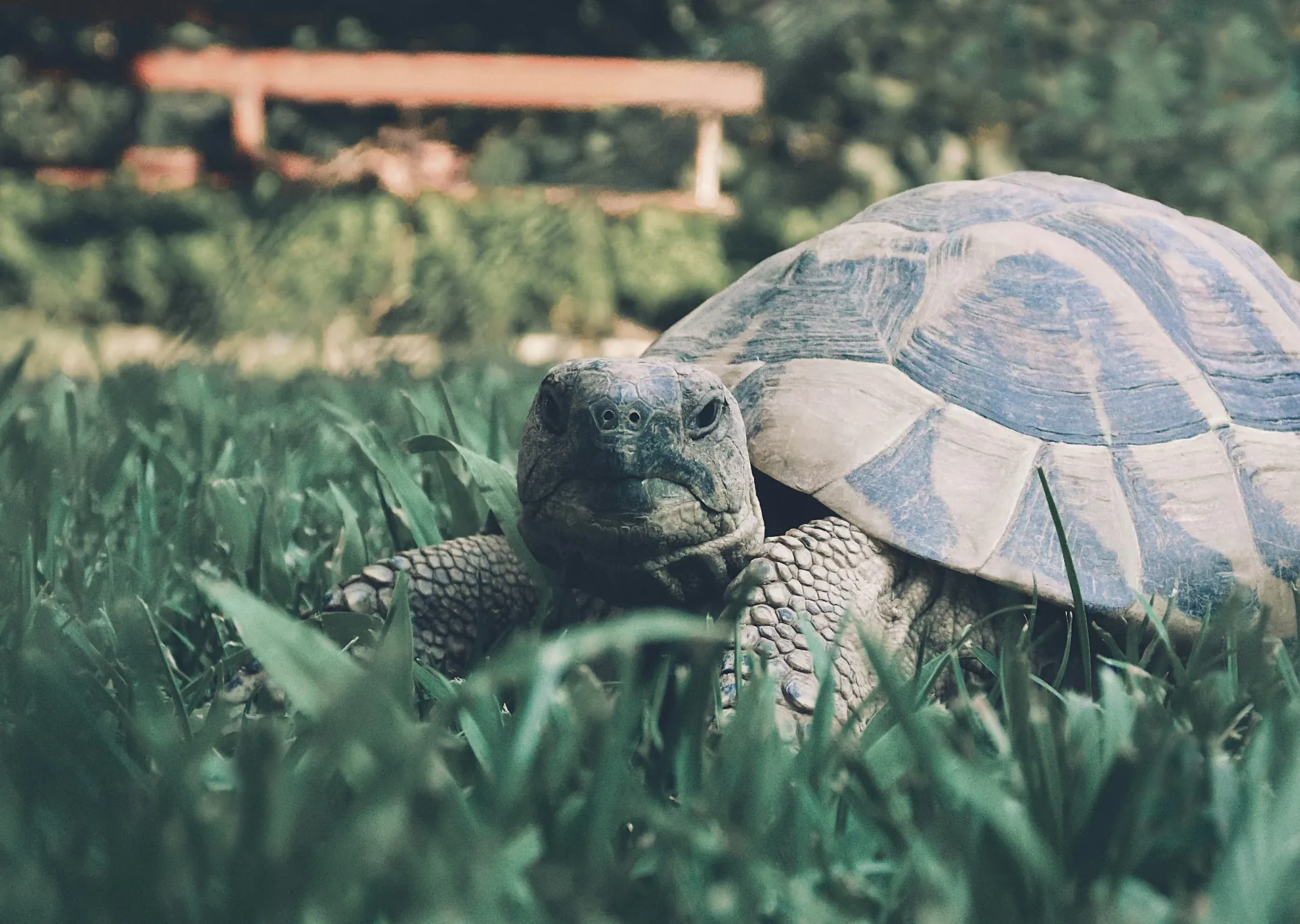 A grumpy-looking tortoise